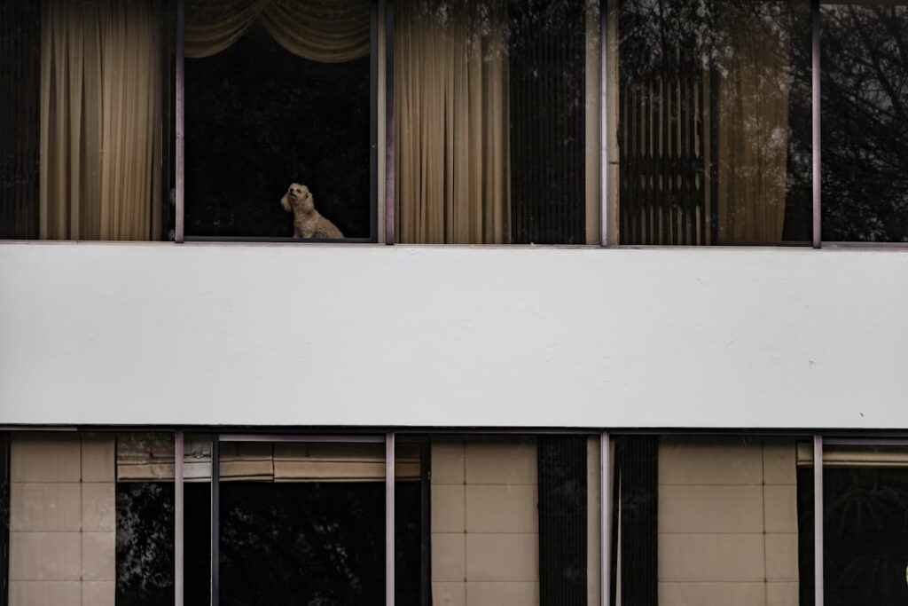 cachorro fazendo rotina de exercicios em apartamento sem quintal