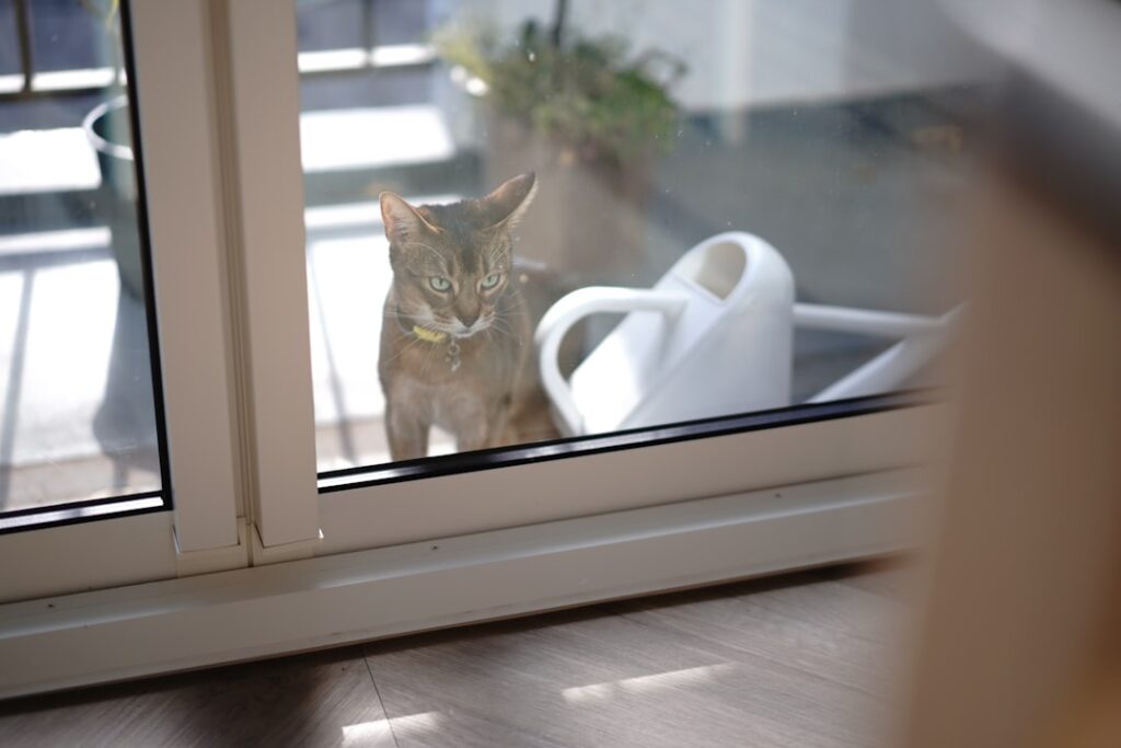 Como entreter gato em apartamento sem varanda com brincadeiras e enriquecimento ambiental