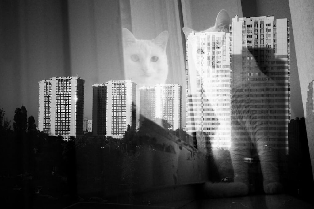 Gato olhando para o tutor na cama durante a madrugada em quarto de apartamento