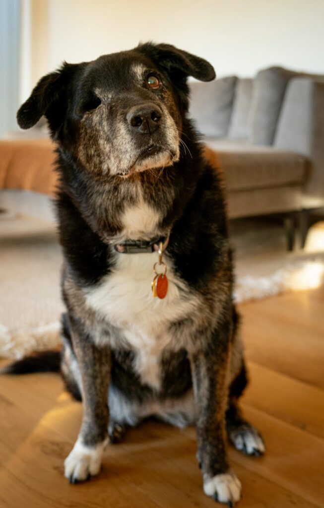 Cachorro idoso sentado na sala de um apartamento, em ambiente aconchegante e iluminado, representando rotina de cuidado diario com conforto e seguranca.