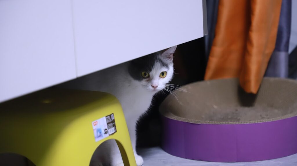 The cat is hiding under the cabinet.