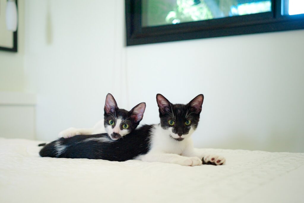 Dois gatos em um apartamento pequeno observando prateleiras e rotas verticais durante adaptacao gradual